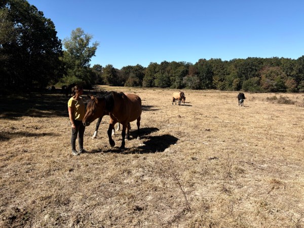 Ingrid Caffin auprès de ses chevaux