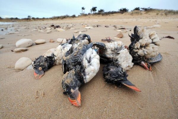 Sur la côte atlantique, des milliers de macareux décimés par les tempêtes