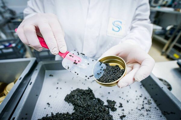 Séverine Agram, goûteuse de caviar